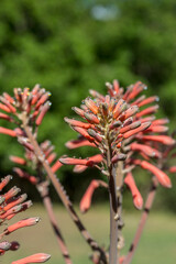 aloe vera flower