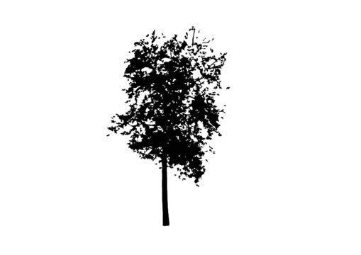 Silhouette albero robinia vettoriale