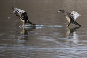  wood duck or Carolina duck (Aix sponsa) in spring