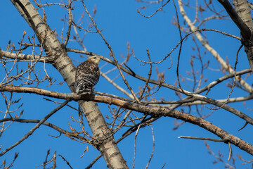 red shouldered hawk (Buteo lineatus) 
