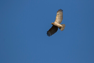 red shouldered hawk (Buteo lineatus) 