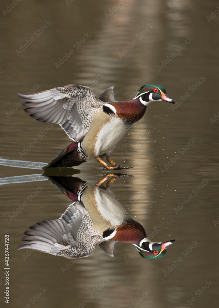 Wall mural wood duck or carolina duck (aix sponsa) in spring