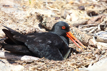 Neuseeländischer Austernfischer / Variable oystercatcher / Haematopus unicolor