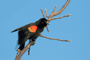 The red-winged blackbird in spring