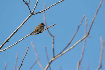 Eastern phoebe (Sayornis phoebe) in spring