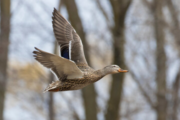 mallard hen in flight in spring