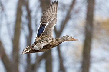 mallard hen in flight in spring