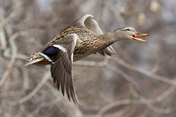 mallard hen in flight in spring