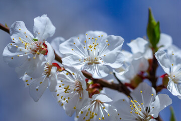 Spring flowers of apricot tree on the branches.
