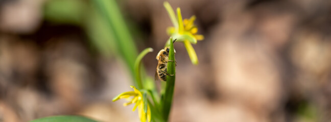 Small bee on a yellow flower blossom in the morning sun.