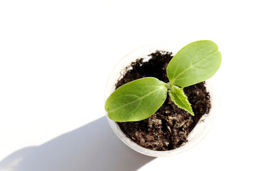 Cucumber seedling in a pot on white background. Growing vegetable in indoor garden. Top view, copy space