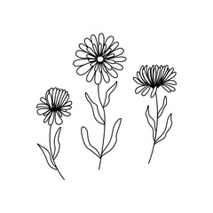 Three aster flowers of different shapes. Black and white vector doodle style illustration. Garden flovers