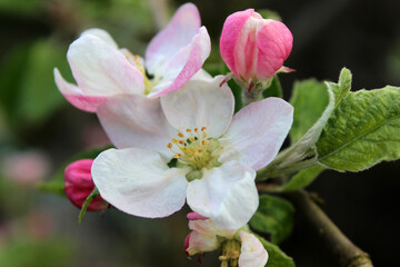 Naklejka na ściany i meble Apple tree Malus domestica, close-up of spring blossom in my garden in Pontypool, UK
