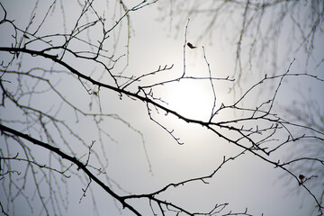 photo texture branches against the sky