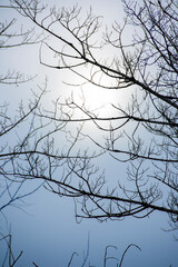 photo texture branches against the sky