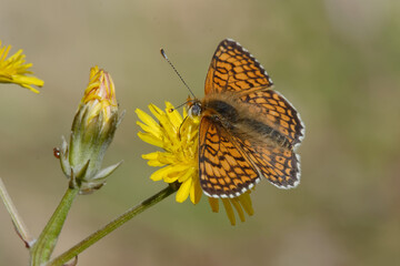 Glanville fritillary (Melitaea cinxia) on a flower