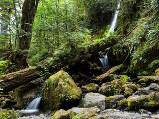 Merriman Falls in Lake Quinault valley - Olympic peninsula, WA, USA
