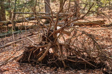 Fallen tree with visible roots in natural state