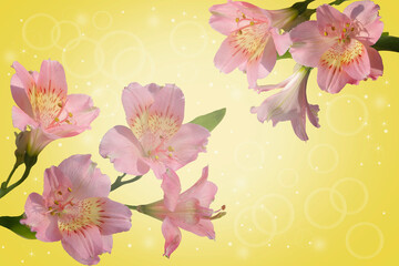 Fototapeta na wymiar Postcard with delicate pink lilies on a yellow background.