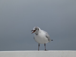Juvenile black-headed gull (Chroicocephalus ridibundus) calling, Gdansk, Poland