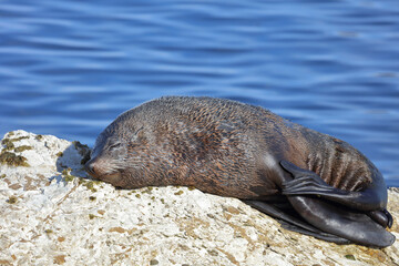 Neuseeländischer Seebär / New Zealand fur seal / Arctocephalus forsteri