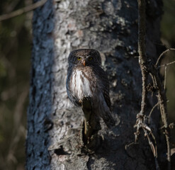 Eurasian pygmy owl(Glaucidium passerinum) sits on the branch, blurred background