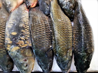Fresh, raw carp fish on the market counter