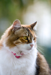 Close up upper body portrait of a beautiful calico cat with long fur, looking away, with strong bokeh.