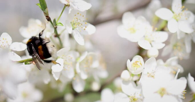 chubby bumblebee pollinating tender flowers on plum tree at spring