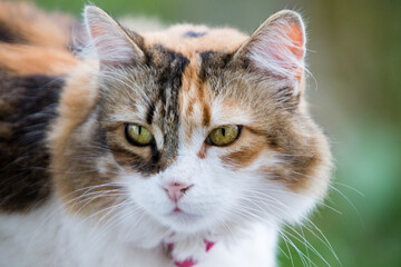 Naklejka na ściany i meble Close up portrait of a beautiful calico cat looking away, with strong green bokeh in the background.