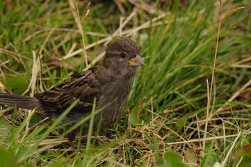 Sparrow chick sits in the grass and looks to the side. Male brown sparrow posing on green grass in summer. Wallpaper.