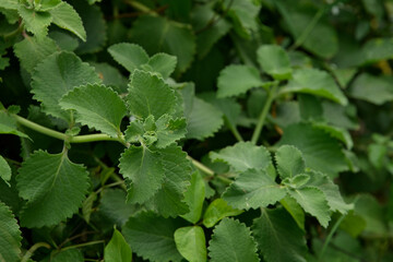 green oregano plant