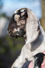 Fototapeta na wymiar Small south african boer goat closeup portrait on hands