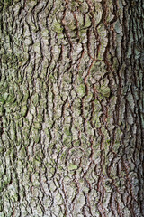 Tree bark details as a texture or background