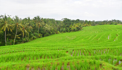 Fototapeta na wymiar Beautiful rice terrace in Pupuan village of Bali Indonesia