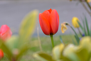 Tulipe rouge