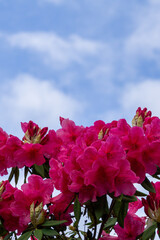 Blooming red rhododendron shrubs against cloudy blue sky