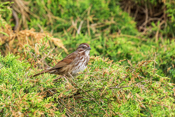 Naklejka na ściany i meble brown sparrow on green bush branches close-up