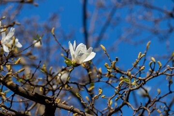 Gorgeous white magnolia flower on a branch of a mature tree with buds of leaves on a background of blue sky in spring