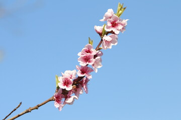 Close up image of a branch full of plum flowers rising up to the clear blue sky.