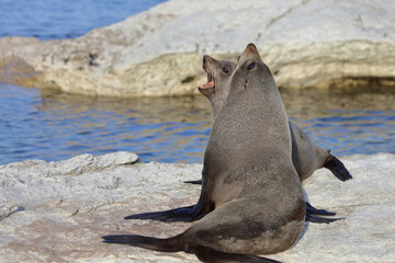 Fototapeta premium Neuseeländischer Seebär / New Zealand fur seal / Arctocephalus forsteri.