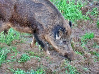 Wildschwein im Garten