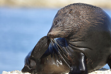 Neuseeländischer Seebär / New Zealand fur seal / Arctocephalus forsteri