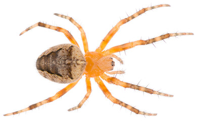 The spider species Araneus diadematus is called the European garden spider, diadem spider, orangie, cross spider and crowned orb weaver. Orb-weaver spider isolated on white background.