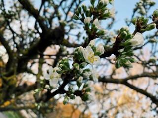 Blossoming cherry tree spring 2021