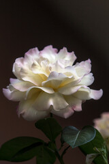 Close up image of a large damask rose with large beautiful yellow petal leaves with pink tips.