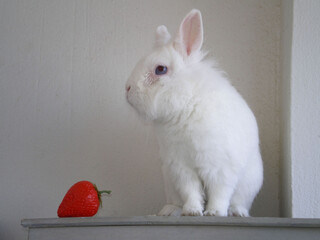 My dwarf rabbit posing next to a large red strawberry