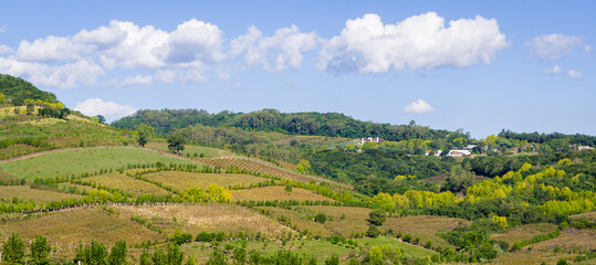 Fototapeta na wymiar Vineyard of grapes in the Vale dos Vinhedos.