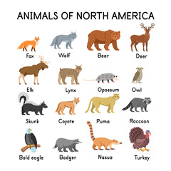 Animals of North America: fox, wolf, bear, deer, elk, skunk, lynx, opossum, owl, coyote, cougar, raccoon, bald eagle, badger,  nasua, turkey on a white background.Flat cartoon illustration for kids.