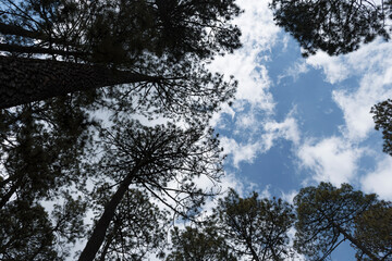 Arboles y cielo
